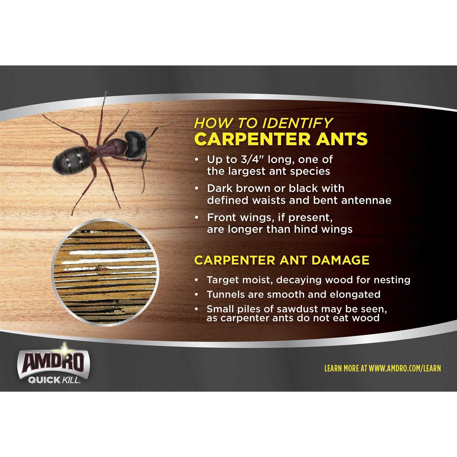 Amdro Quick Kill Carpenter Bee Killer 100526850 - Image 4